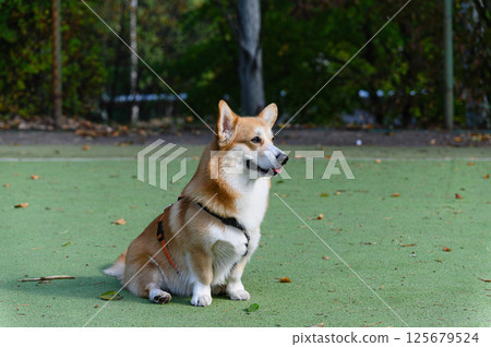Corgi dog sitting on a green sports surface, looking from left to right. Corgi dog sitting on a green sports surface, looking from left to right. 125679524