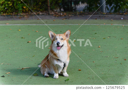Corgi dog sitting on sports field with tongue out 125679525