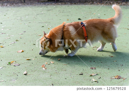 Corgi dog sniffing ground on green turf in autumn. Corgi dog sniffing ground on green turf in autumn. 125679528