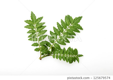 Sansho leaves Sansho leaves 125679574