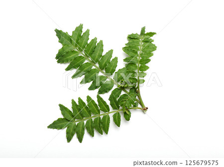 Sansho leaves Sansho leaves 125679575