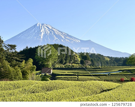 Spring tea fields and Mt. Fuji Spring tea fields and Mt. Fuji 125679728