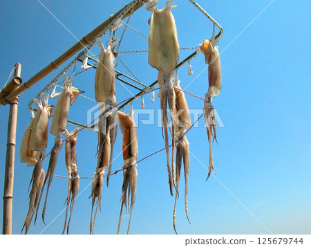 幹魷魚 125679744