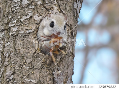 Ezomomonga: Hokkaido's Three Cutest Animals Ezomomonga: Hokkaido's Three Cutest Animals 125679882