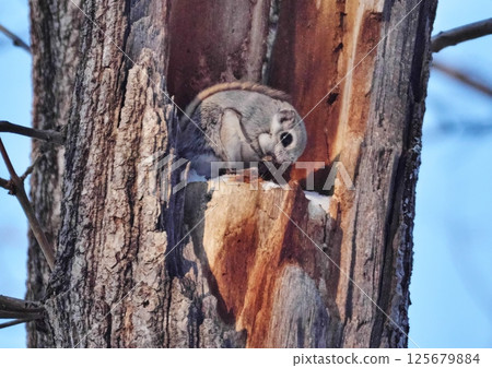 Ezomomonga: Hokkaido's Three Cutest Animals 125679884