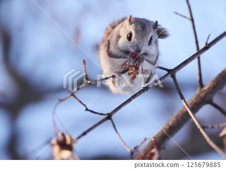 Ezomomonga：北海道最可愛的三種動物 125679885