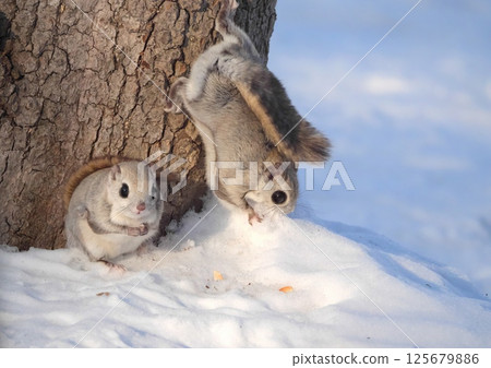 Ezomomonga: Hokkaido's Three Cutest Animals 125679886