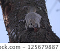 Ezomomonga: Hokkaido's Three Cutest Animals 125679887