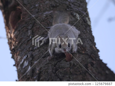 Ezomomonga: Hokkaido's Three Cutest Animals 125679887