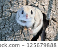 Ezomomonga: Hokkaido's Three Cutest Animals 125679888