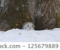 Ezomomonga: Hokkaido's Three Cutest Animals 125679889