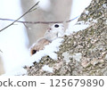 Ezomomonga: Hokkaido's Three Cutest Animals 125679890