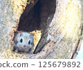 Ezomomonga: Hokkaido's Three Cutest Animals 125679892