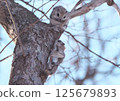 Ezomomonga: Hokkaido's Three Cutest Animals 125679893