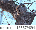 Ezomomonga: Hokkaido's Three Cutest Animals 125679894