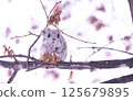 Ezomomonga: Hokkaido's Three Cutest Animals 125679895