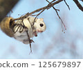 Ezomomonga: Hokkaido's Three Cutest Animals 125679897