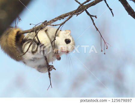 Ezomomonga: Hokkaido's Three Cutest Animals 125679897