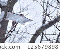 Ezomomonga: Hokkaido's Three Cutest Animals 125679898