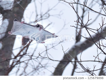 Ezomomonga: Hokkaido's Three Cutest Animals 125679898