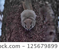 Ezomomonga: Hokkaido's Three Cutest Animals 125679899