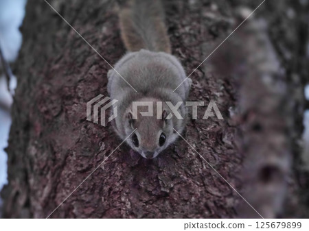 Ezomomonga: Hokkaido's Three Cutest Animals 125679899