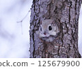 Ezomomonga: Hokkaido's Three Cutest Animals 125679900