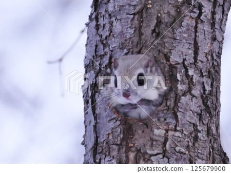 Ezomomonga：北海道最可愛的三種動物 125679900