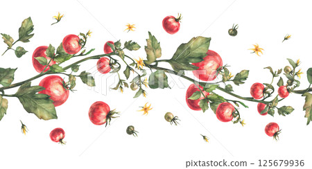 Tomato plant seamless border with red fruit, green leaves and yellow flowers. Watercolor ripe and unripe vegetables harvest realistic pattern Hand drawn illustration isolated from background for print Tomato plant seamless border with red fruit, green leaves and yellow flowers. Watercolor ripe and unripe vegetables harvest realistic pattern Hand drawn illustration isolated from background for print 125679936