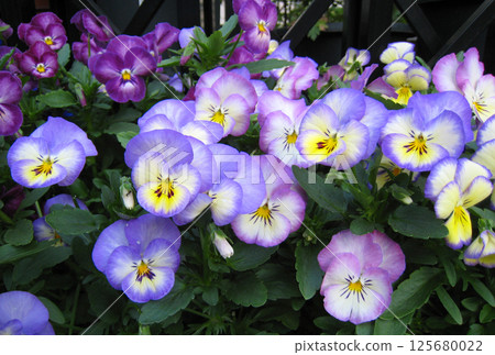開花在春天花圃裡的蝴蝶花黃色花 開花在春天花圃裡的蝴蝶花黃色花 125680022