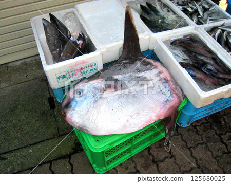 魚市上販售的翻車魚 魚市上販售的翻車魚 125680025