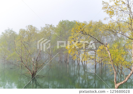 晨霧籠罩的白河湖水下森林(山形縣) 晨霧籠罩的白河湖水下森林(山形縣) 125680028