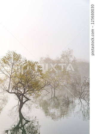 Submerged forest at Lake Shirakawa shrouded in morning mist (Yamagata) 125680030