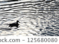 Duck and ducks 125680080