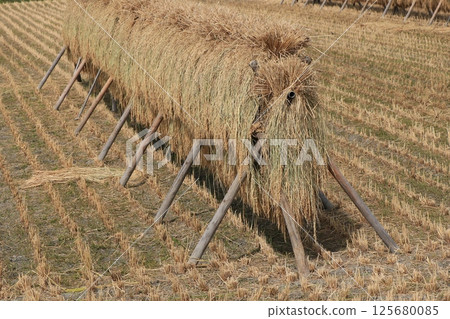 Hazakake rice Hazakake rice 125680085