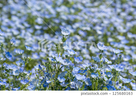Blue nemophila in full bloom (Shima City, Mie Prefecture) 125680163