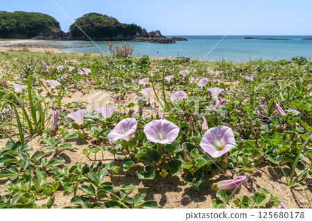 Beach primrose at Azurihama (Shima Town, Shima City, Mie Prefecture) Beach primrose at Azurihama (Shima Town, Shima City, Mie Prefecture) 125680178