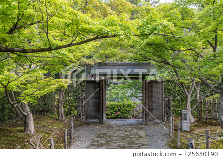 岡崎城公園的新綠（愛知縣岡崎市岡崎城公園城南亭附近） 125680190