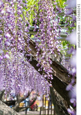 五芒石富士盛開(愛知縣岡崎市岡崎城公園) 五芒石富士盛開(愛知縣岡崎市岡崎城公園) 125680241
