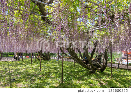 Gomangoku Fuji in full bloom (Okazaki Castle Park, Okazaki City, Aichi Prefecture) Gomangoku Fuji in full bloom (Okazaki Castle Park, Okazaki City, Aichi Prefecture) 125680255