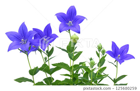 Chinese bellflower flower one of the seven herbs in autumn (fixed photo) 125680259