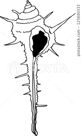 Sea shells, conches 125680333