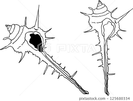 海貝殼 - 海螺套裝 125680334