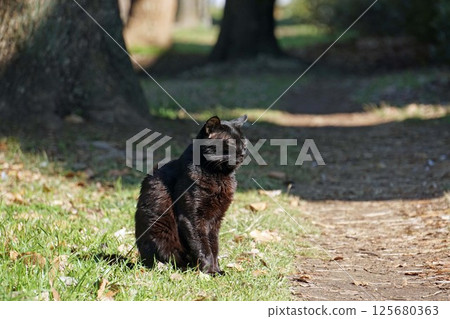 A friendly pitch black stray cat 125680363