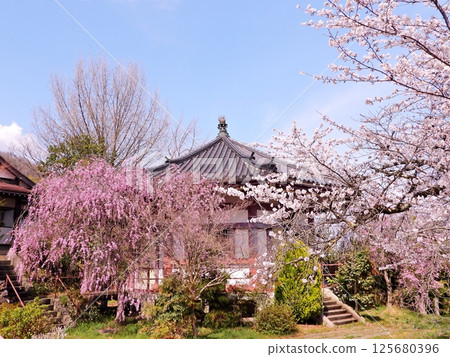 The octagonal hall surrounded by cherry blossoms in full bloom under a blue sky The octagonal hall surrounded by cherry blossoms in full bloom under a blue sky 125680396