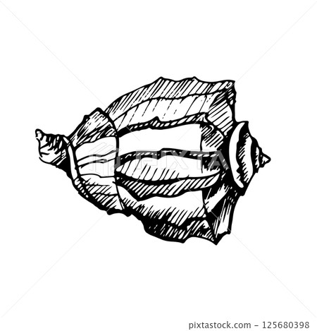 Hand-drawn seashell illustration in vintage engraving style. Black and white marine mollusk sketch perfect for nautical decor, beach-themed design, or tattoo art. Isolated on white background 125680398