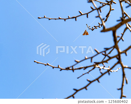 一片銀杏葉殘留在冰冷的天空 一片銀杏葉殘留在冰冷的天空 125680402