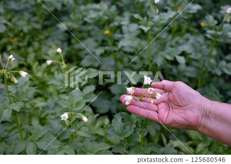Hand gently touches delicate white flowers amidst vibrant green foliage in a natural setting 125680546