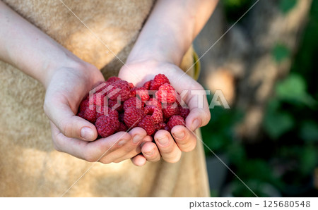 Freshly harvested raspberries held in hands with a natural background in a garden during summer 125680548