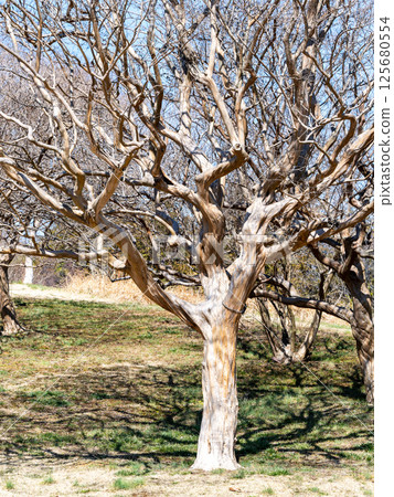 The rugged yet smooth Crape Myrtle tree 125680554